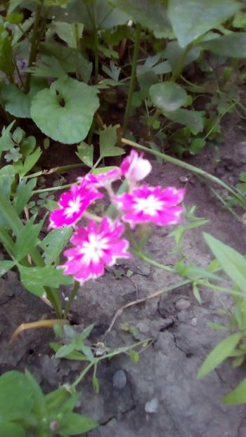 Phlox Twinkle star - Phlox Twinkle