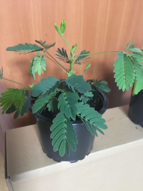  - Mimoze superbe - 2018 - Mimosa Pudica mimoza mimosa