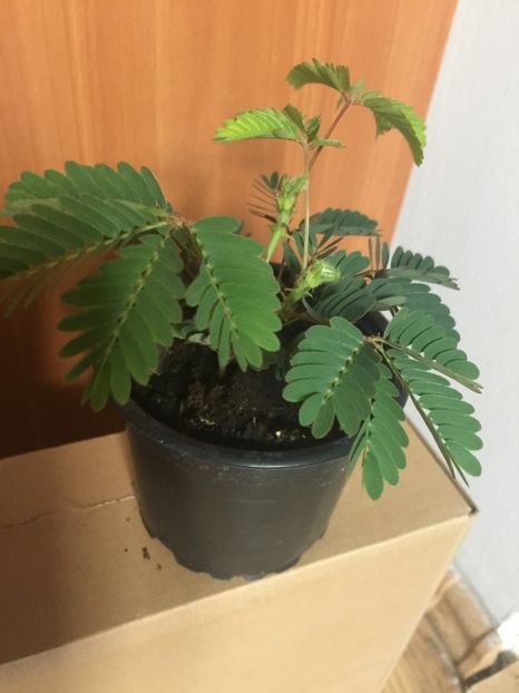  - Mimoze superbe - 2018 - Mimosa Pudica mimoza mimosa