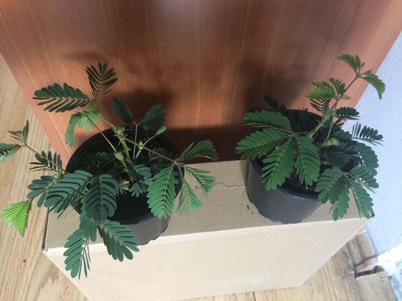  - Mimoze superbe - 2018 - Mimosa Pudica mimoza mimosa