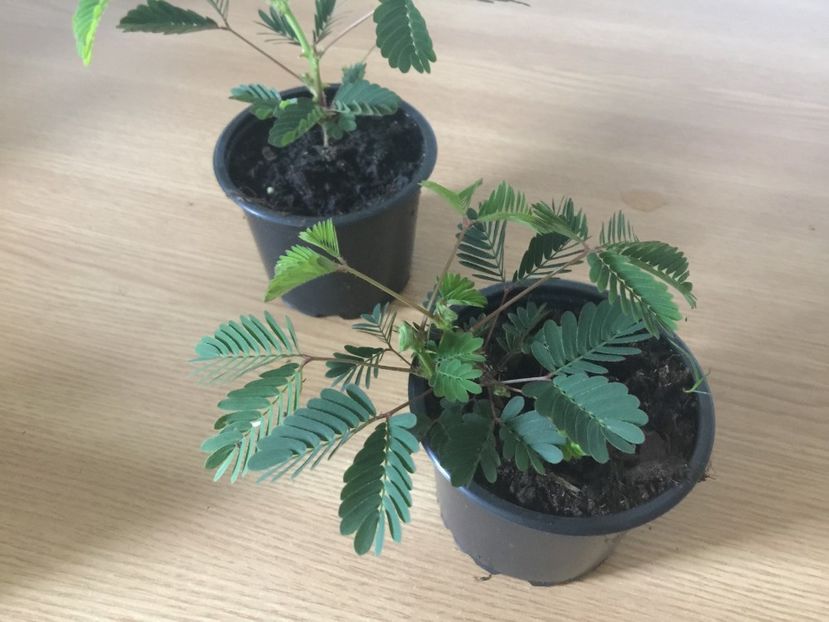  - Mimoze superbe - 2018 - Mimosa Pudica mimoza mimosa