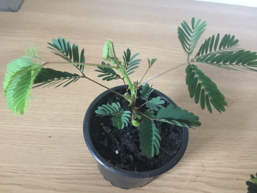  - Mimoze superbe - 2018 - Mimosa Pudica mimoza mimosa