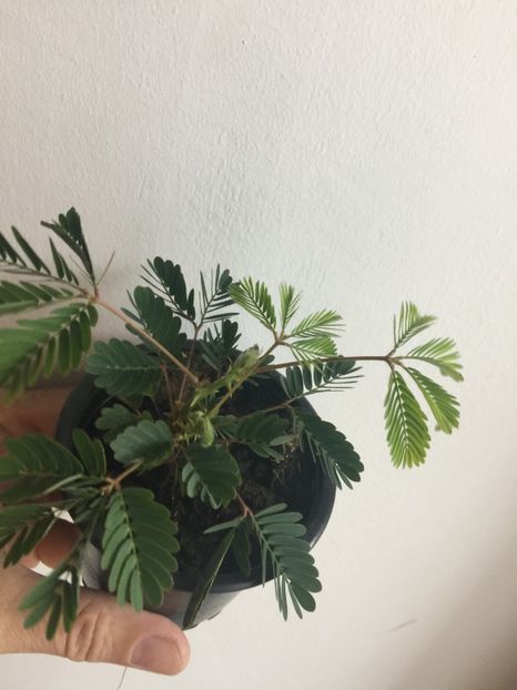  - Mimoze superbe - 2018 - Mimosa Pudica mimoza mimosa