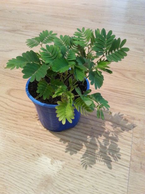  - Mimoze superbe - 2018 - Mimosa Pudica mimoza mimosa