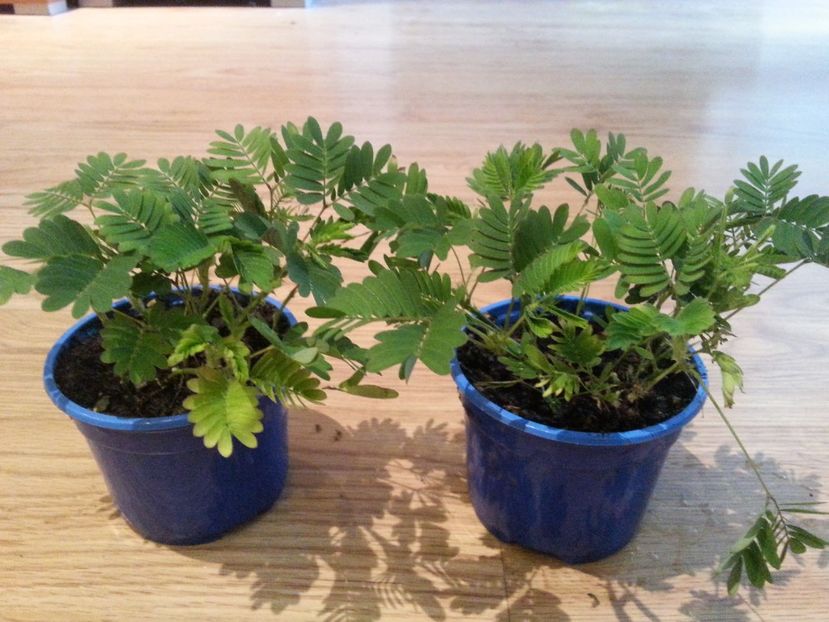  - Mimoze superbe - 2018 - Mimosa Pudica mimoza mimosa