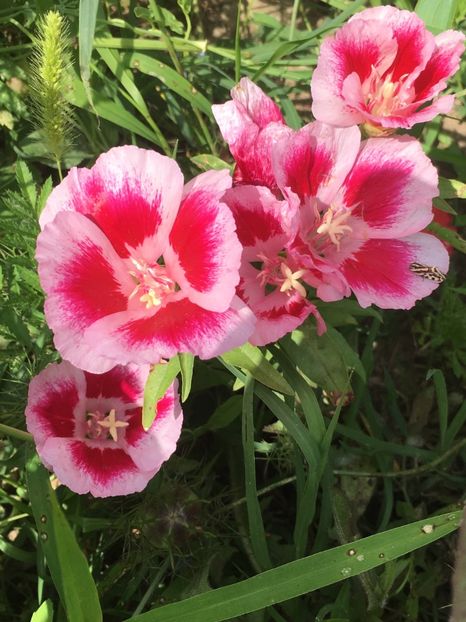 7C041558-43C6-459B-9CCE-407C250879F4 - Flori la balta 2018