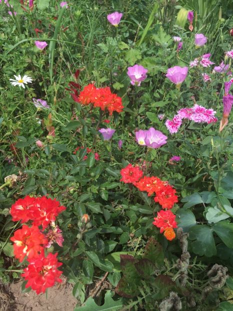 F7C8532B-223A-456D-93C2-541E112C8141 - Trandafiri mini