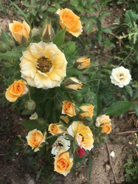 891286DA-8690-46C9-B0E8-7D57FF515155 - Trandafiri mini