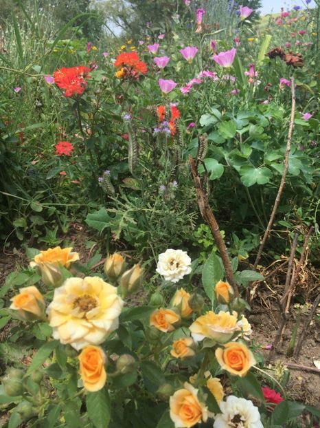 B794C222-71BF-4CD0-9125-B1FEF05E86E9 - Trandafiri mini