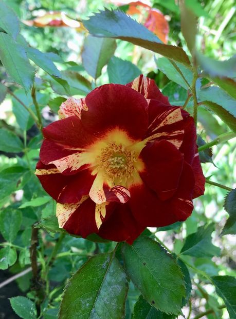 summer l - Trandafiri 2018 ll