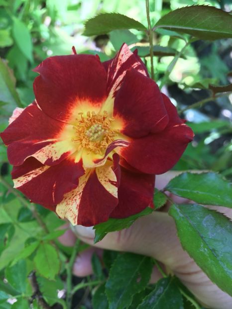 47F9EB6E-03DB-4F27-BE00-8DB99FD95AC3 - Trandafiri 2018 ll