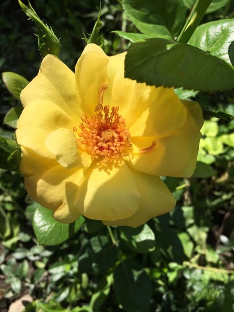 CAE5820B-315F-467F-9736-ACF1157E6B22 - Trandafiri 2018 ll