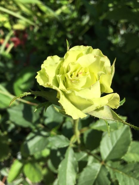 0B65AB7E-391A-4A8A-B28A-830F478FC7C4 - Trandafiri 2018 ll