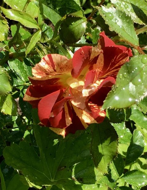 7D702EA2-7803-4F46-A885-BDF8628C2DDF - Trandafiri 2018 ll