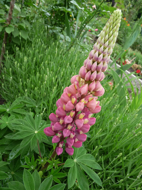  - Lupinus