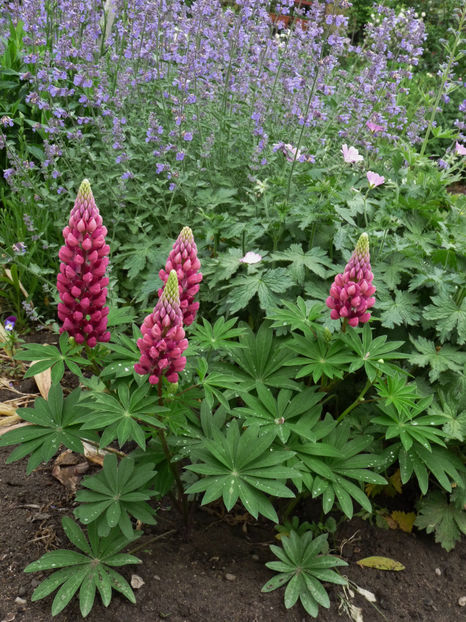  - Lupinus