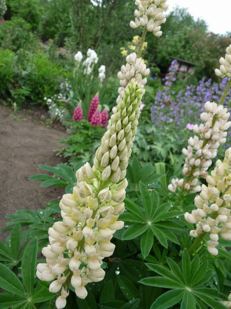  - Lupinus