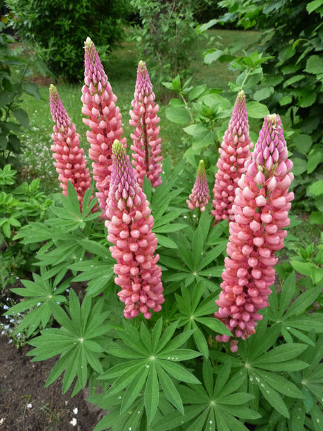  - Lupinus
