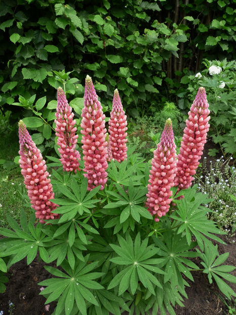  - Lupinus