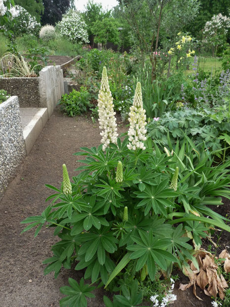  - Lupinus
