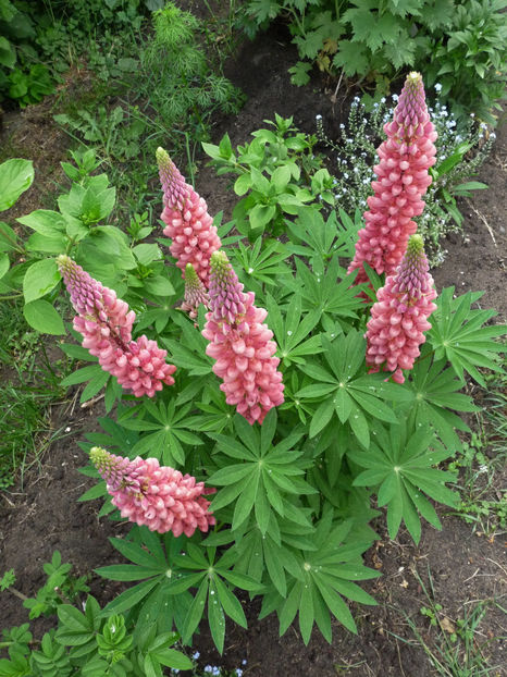  - Lupinus