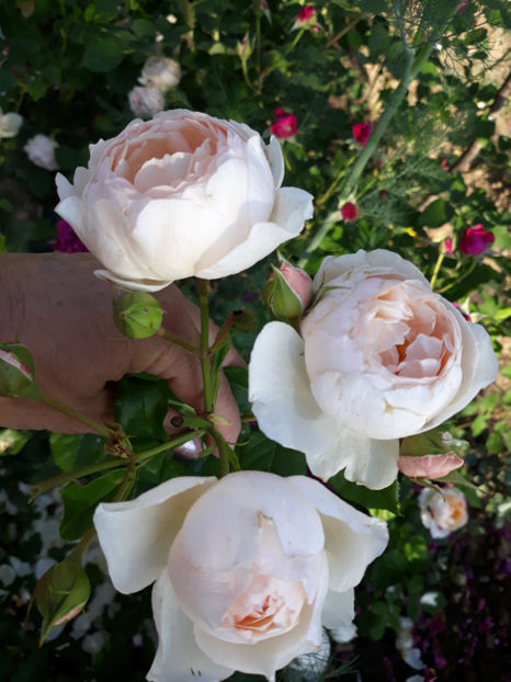  - HERITAGE David Austin 3