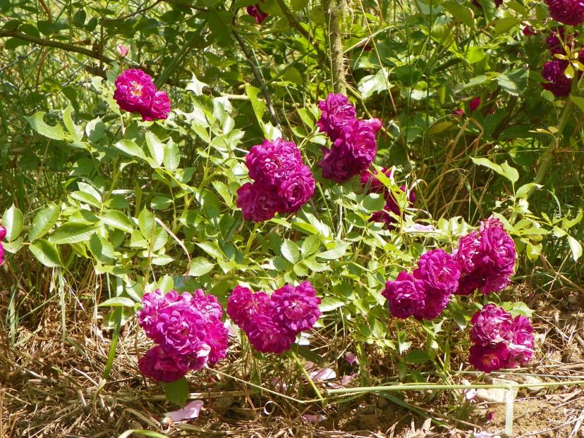 Bleu Magenta - Trandafiri 2018 3
