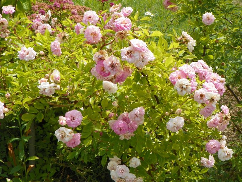 Pink Ghislaine de Feligonde - Trandafiri 2018 3