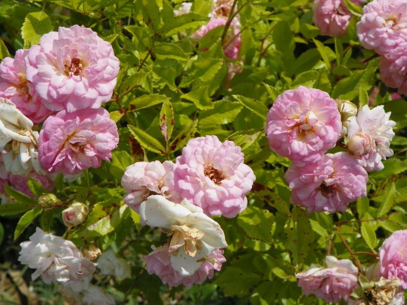 Pink Ghislaine de Feligonde - Trandafiri 2018 3
