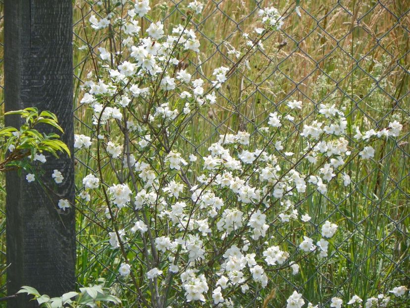 philadelphus Innocence - Dobarland 2018 2
