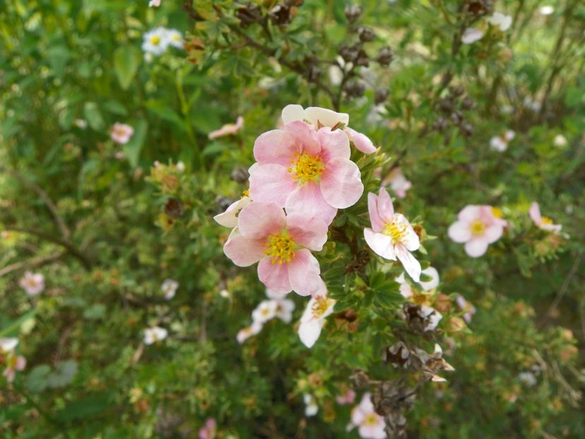 potentilla fruticosa Lovely Pink - Dobarland 2018 2
