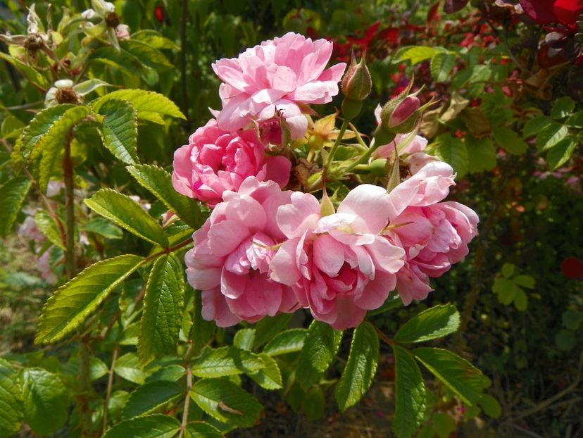 Pink Grootendorst - Trandafiri 2018 3