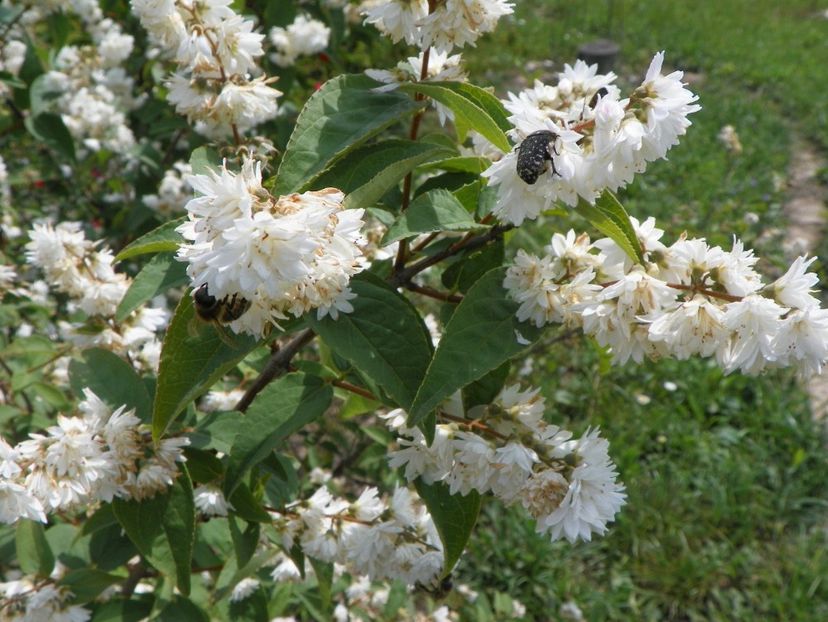 deutzia Codsall Pink - Dobarland 2018 2