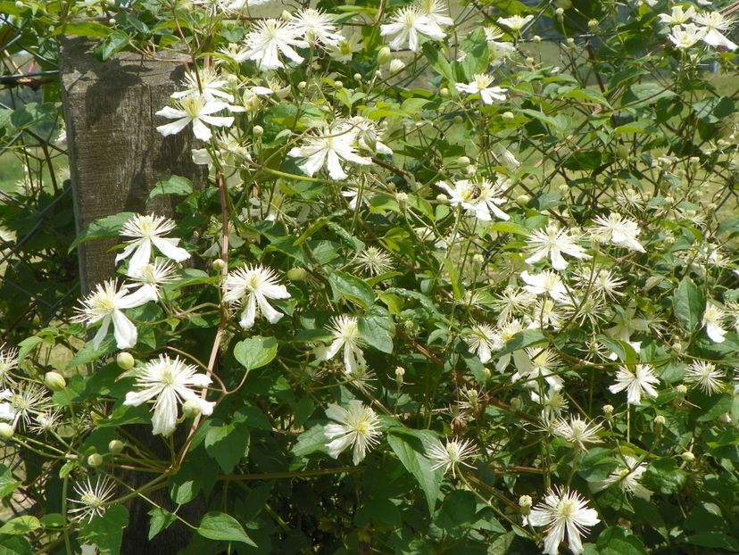 Clematis Summer Snow - Dobarland 2018 2