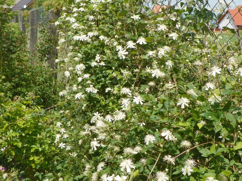 Clematis Summer Snow - Dobarland 2018 2