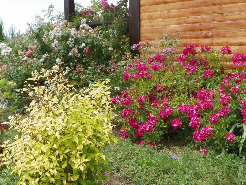 philadelphus aureus si Red Ballerina - Dobarland 2018 2