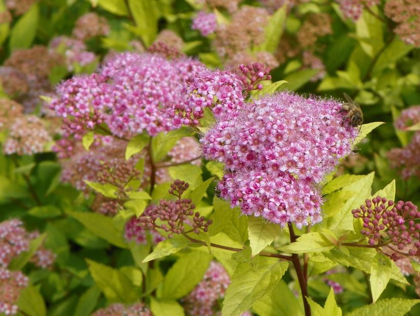 spiraea Gold Mound - Dobarland 2018 2