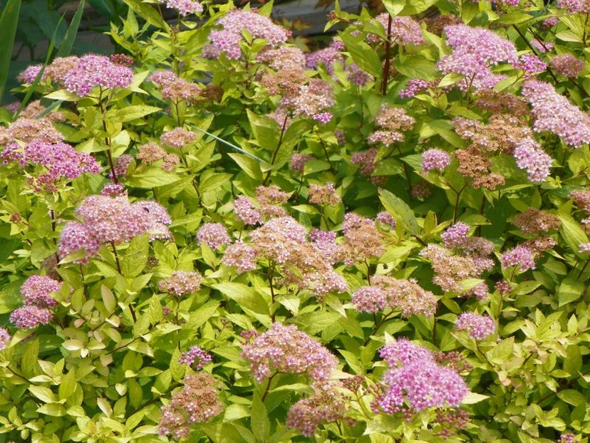 spiraea Gold Mound - Dobarland 2018 2