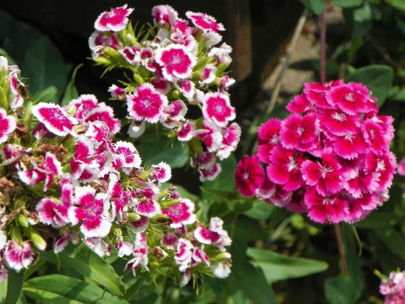 dianthus barbatus - Dobarland 2018 2