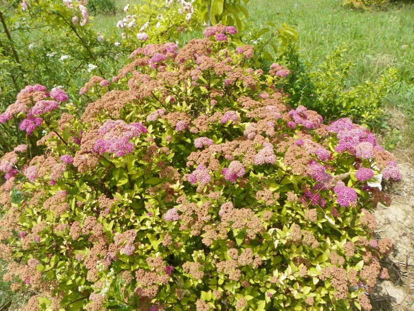 spiraea Magic Carpet - Dobarland 2018 2