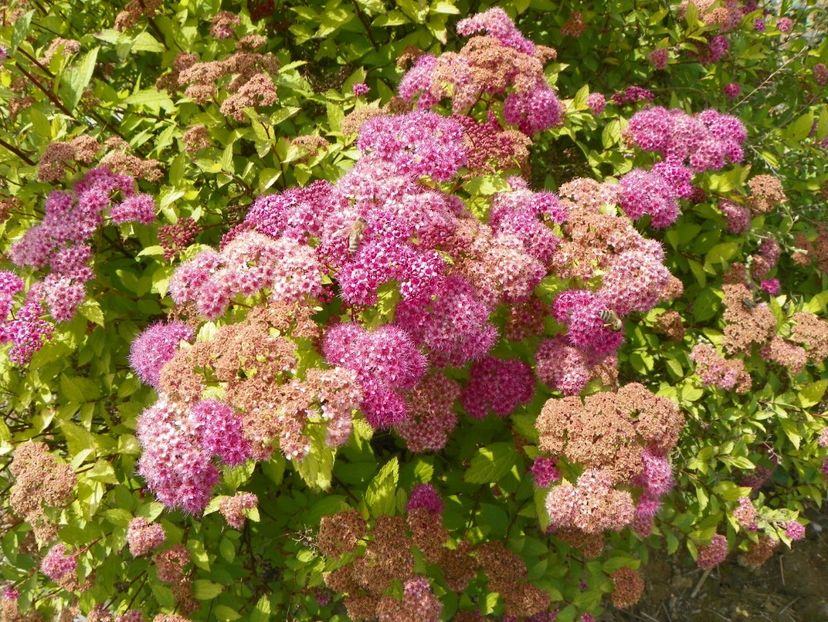 spiraea Magic Carpet - Dobarland 2018 2