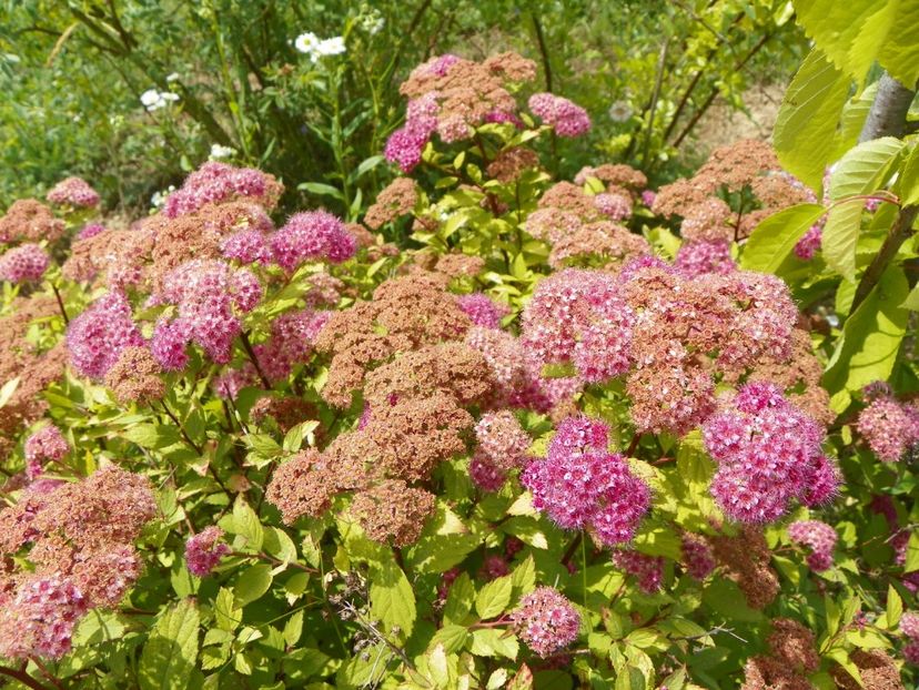 spiraea Magic Carpet - Dobarland 2018 2