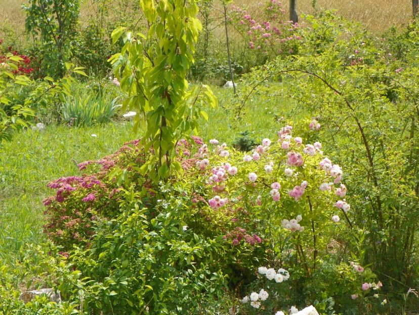Pink Ghislaine de Feligonde - Dobarland 2018 2