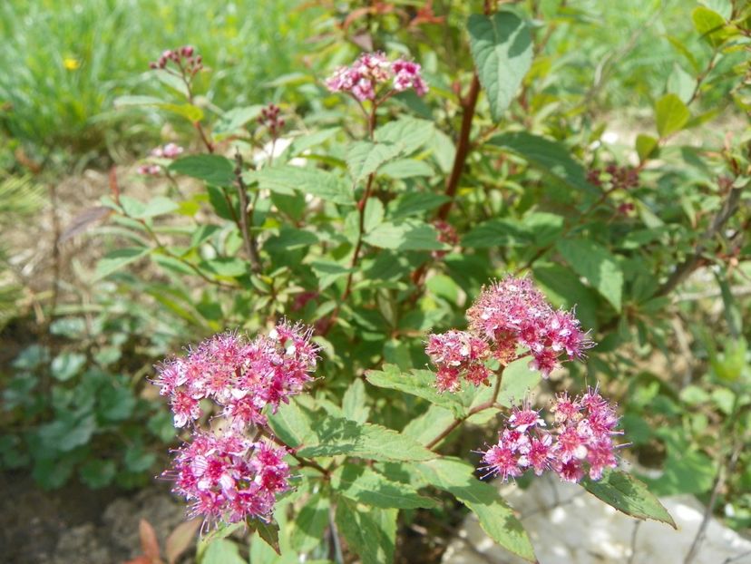 spiraea japonica Froebelii - Dobarland 2018 2