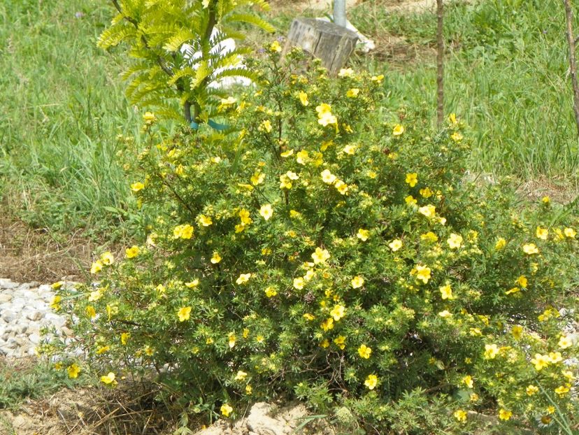 potentilla fruticosa Goldfinger - Dobarland 2018 2