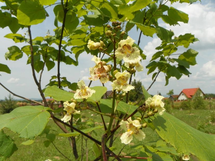 catalpa bungei - Dobarland 2018 2