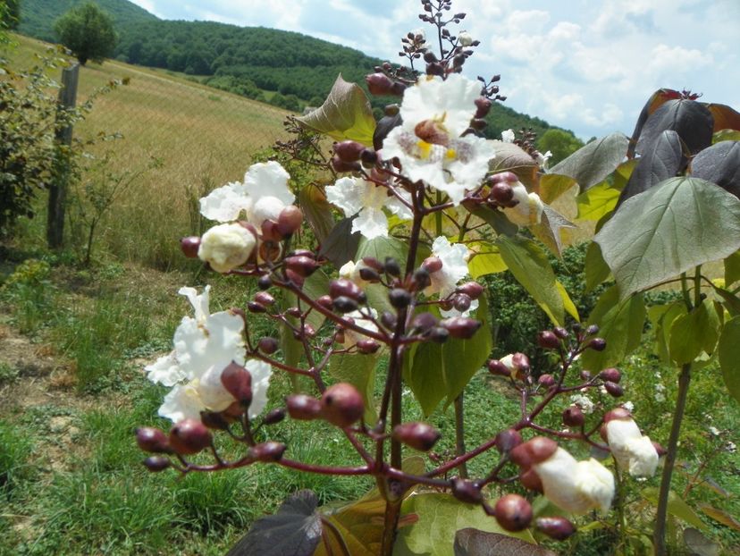 catalpa purpurea - Dobarland 2018 2
