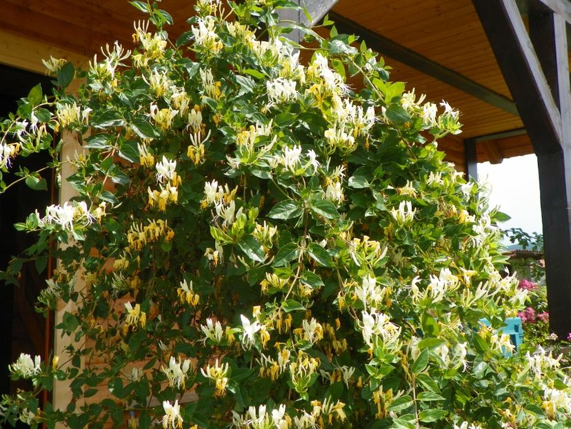 lonicera japonica - Dobarland 2018 2