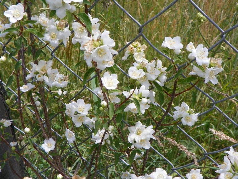 philadelphus Innocence - Dobarland 2018 2