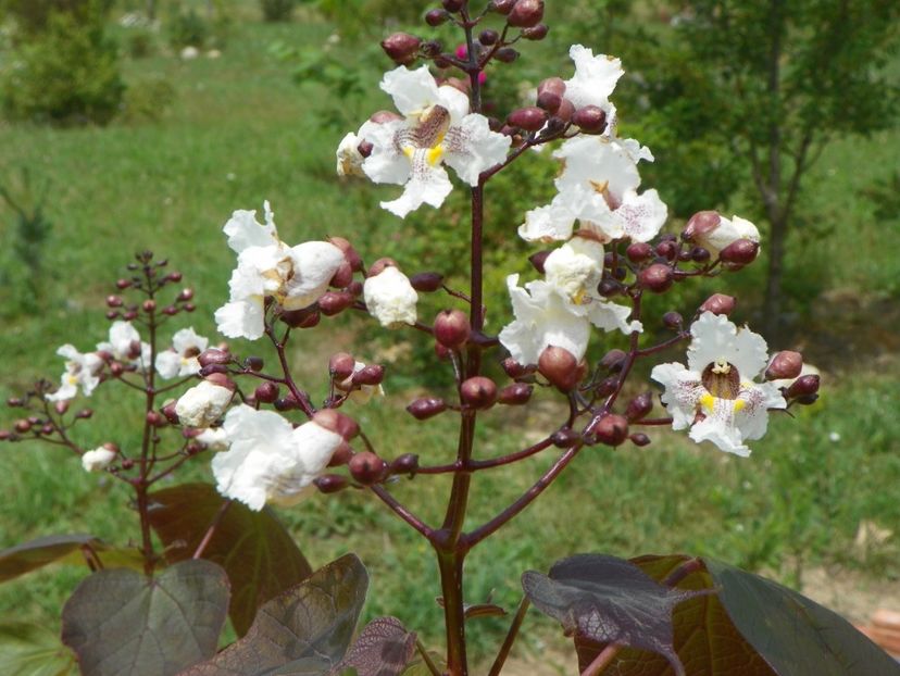 catalpa purpurea - Dobarland 2018 2